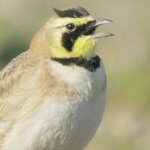 Horned Lark