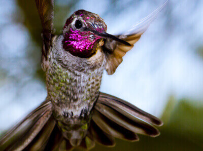 Photo of hummingbird