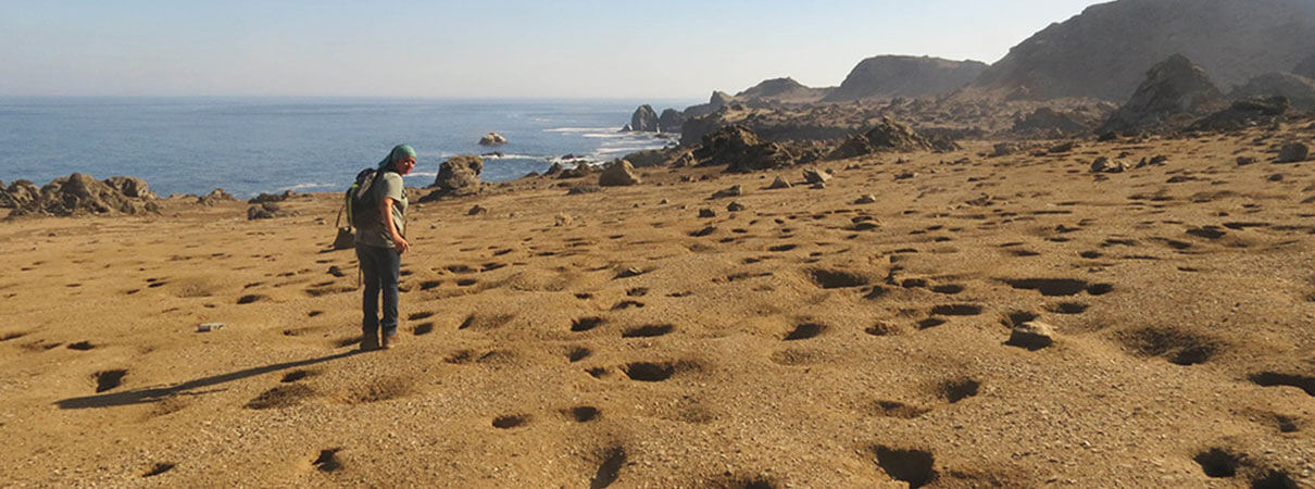 A field of burrows taken over by invasive rabbits on Choros Island. Photo by Ivan Torres/Island Conservation.