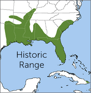 Ivory-billed Woodpecker map, NatureServe