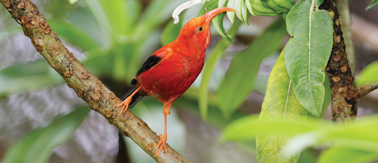 I'iwi foraging