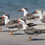 Juvenile Black Skimmers. Photo by Betty Rizzotti.