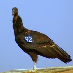 Juvenile California Condor. Photo by Susan Haig.