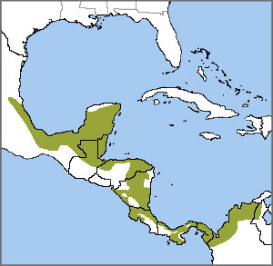 Keel-billed Toucan range