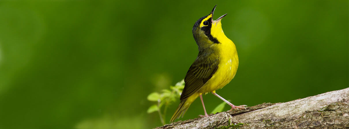 Kentucky Warbler. Photo by Frode Jacobsen