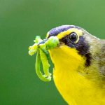 Kentucky Warbler holding vegetation in its mouth.