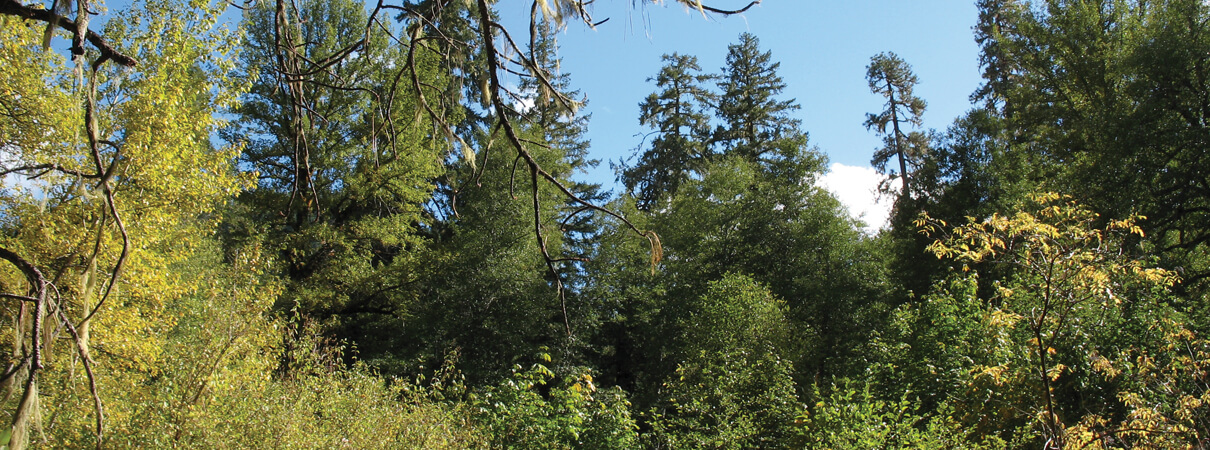 Rufous Hummingbird habitat in the Klamath Mountains by Sam Brown, Klamath Bird Observatory