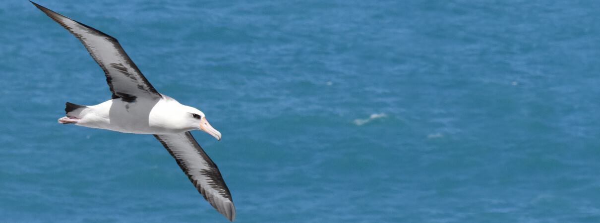 Laysan Albatross by Warren Cooke