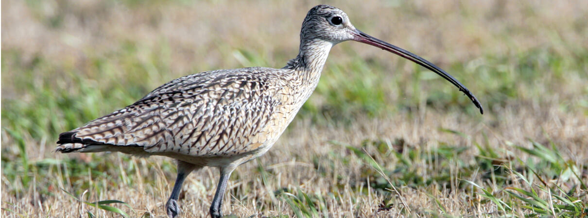 Long-billed Curlew by Greg Lavaty