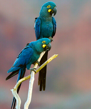 Lear's Macaws by Ciro Ginez Albano