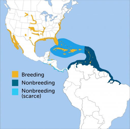 Least Tern range map by ABC