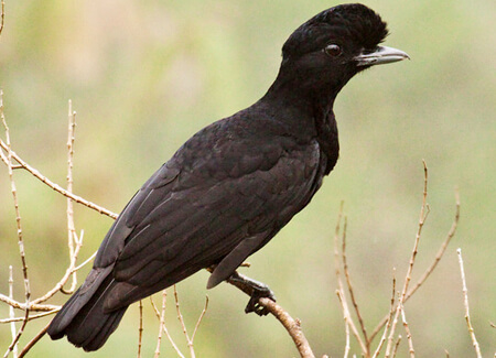 Long-wattled Umbrellabird female, Dušan M. Brinkhuizen