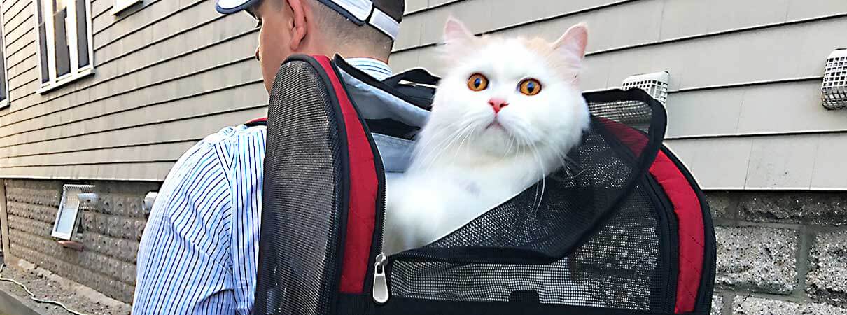 Happy Indoor Cat, Louie, Backpack, Cat