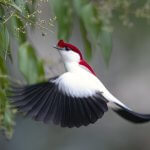 Male Araripe Manakin feeding at Oasis Araripe Reserve. Photo by Ciro Albano.