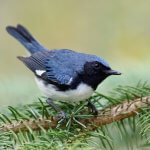 Male Black-throated Blue Warbler perched on a white spruce branch. Photo by Brian Lasenby, Shutterstock.