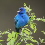 Male Indigo Bunting singing. Photo by Joshua Galicki