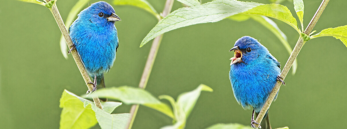 Male Indigo Buntings_Bonnie Taylor Barry, Shutterstock