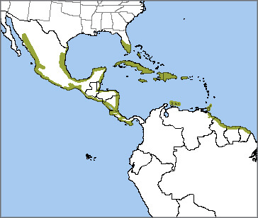 Mangrove Cuckoo map, NatureServe