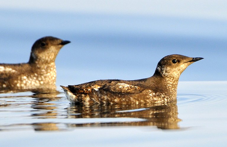 Marbled Murrelets, Tim Zurowski, Shutterstock