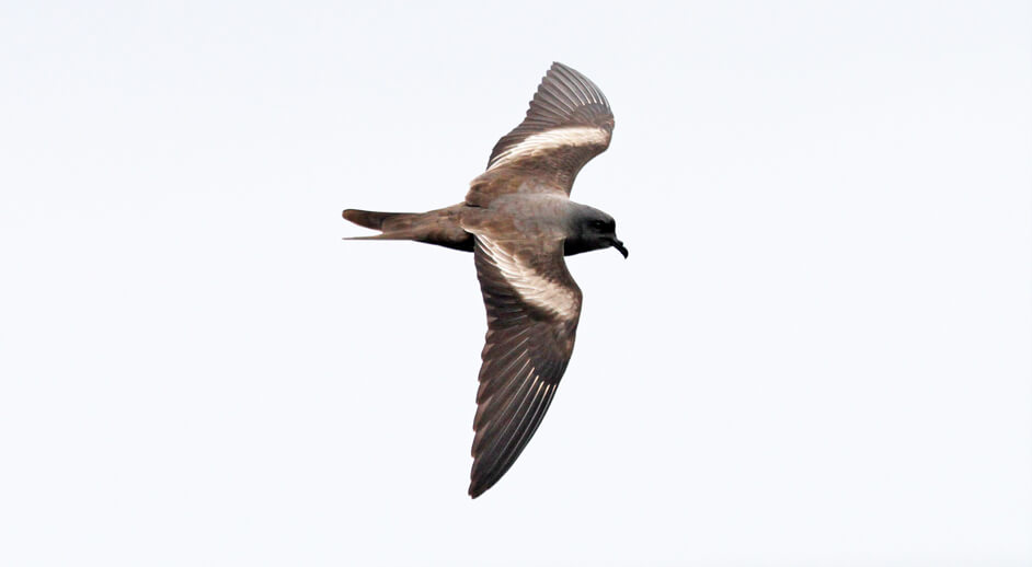 Markham's Storm-petrel, Pete Morris