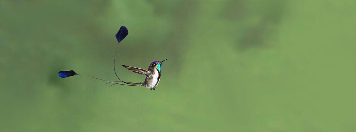 Marvelous Spatuletail. Photo by Dubi Shapiro