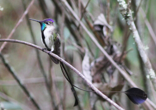 Marvelous Spatuletail at Huembo. Photo by Rich Hoyer