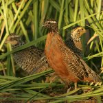 Masked Northern Bobwhites by Steve Hillebrand, USFWS