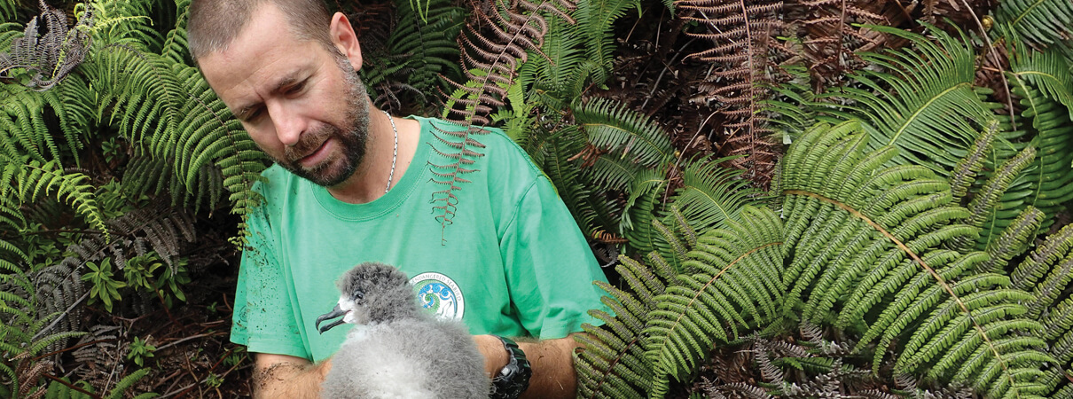 Andre Raine of the Kaua'i Endangered Seabird Recovery Project holds a Hawaiian Petrel chick after removing it from its mountain burrow. Raine is part of a team of biologists working to save the endangered bird from extinction. Mike McFarlin/Kaua'i Endangered Seabird Recovery Project