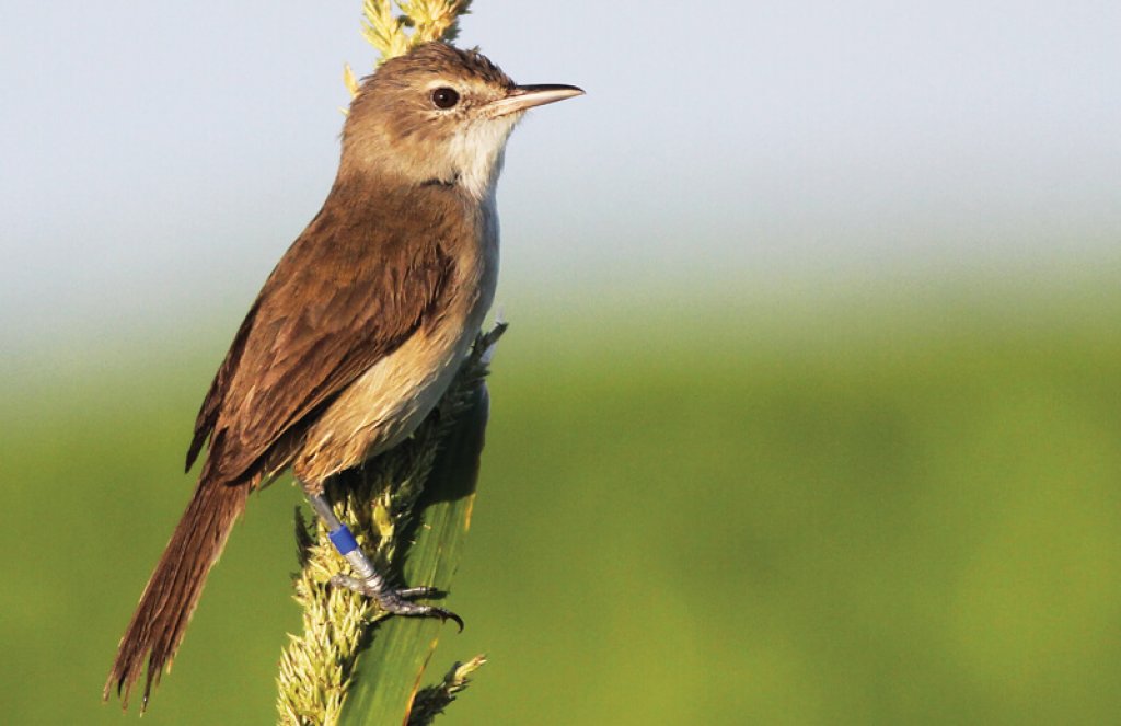 Millerbird photo by Cameron Rutt