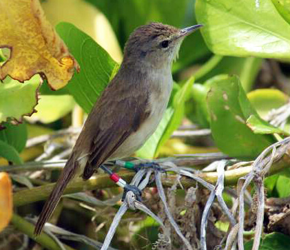 Millerbird by Megan Dalton