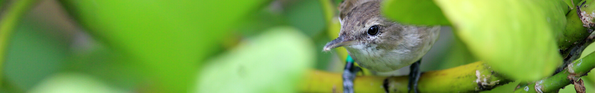 Millerbird, Sheldon Plentovich