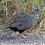 Montezuma Quail, immature male. Photo by Alan Schmierer.