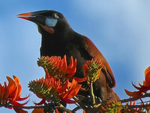 Montezuma's oropendola©Drew Weber_crop