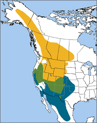 Mountain Bluebird map, NatureServe