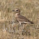 Mountain Plover (juvenile). Photo by vagabond54, Shutterstock.