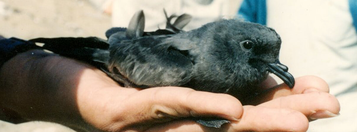 Markham's Storm-Petrels may look like swallows in flight, but the small birds are more closely related to albatrosses, as their tube-shaped nostrils suggest. Phot by Jaime Jahncke