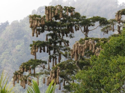 Nests of Montezuma's oropendolas_shade coffee farm in Nicaragua©Drew Weber