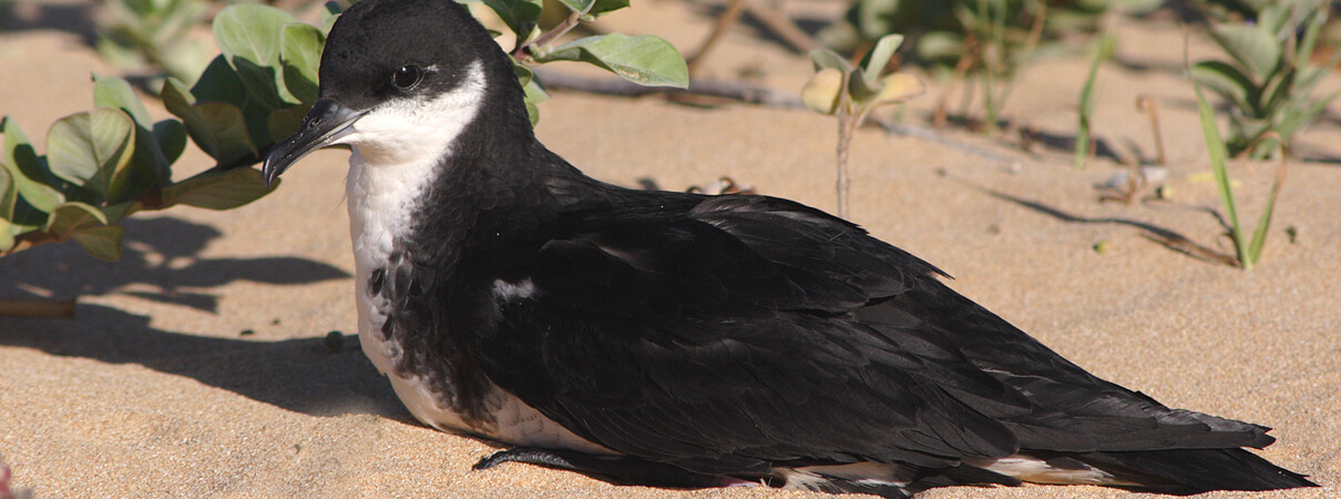 Newell's Shearwater by Jack Jeffrey