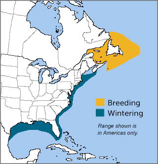 Northern Gannet range map by ABC