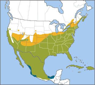 Northern Mockingbird range map