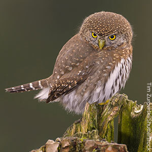 Northern Pygmy-Owl