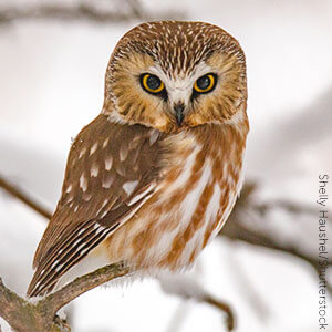 Northern Saw-whet Owl