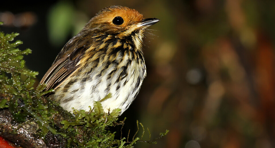 Ochre-fronted Antpitta, Roger Ahlman