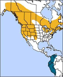 Olive-sided Flycatcher map, NatureServe