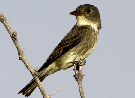 Olive-sided Flycatcher, Martha Marks, Shutterstock