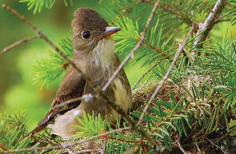 Olive-sided Flycatcher, Ted Ardley