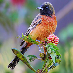 Orchard Oriole