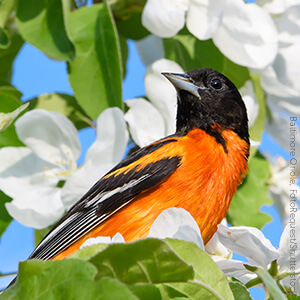 Cerulean Warblers are active during spring migration