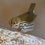 Ovenbird by Keenan Yakola_Macaulay Library at the Cornell Lab of Ornithology