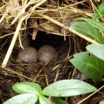 Ovenbird nest, photo by Sandy Podulka, Macaulay Library at the Cornell Lab of Ornithology.